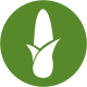 Corn Icon